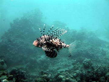 a spectacular lion fish
