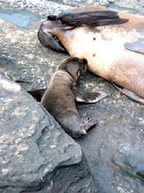 Baby sea lion breast feeding