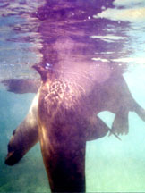 Two sea lions under water
