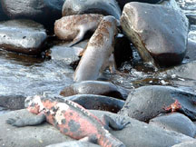 Sea lions share their rock with a marine iguana