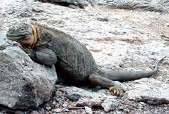 Large female land iguana