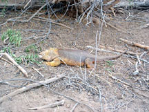 Large male land iguana feeding