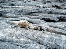 Male land iguanas fighting