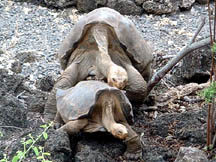 Giant tortoises mating