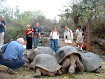 Feeding time for giant tortoises