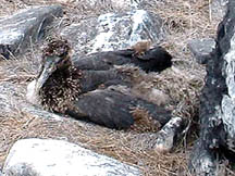 Baby albatross on nest