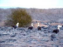 Albatrosses beginning mating ritual 
