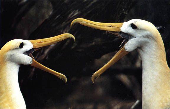 Albatross mating ritual: library picture