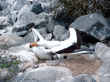 Albatrosses fighting over nesting space