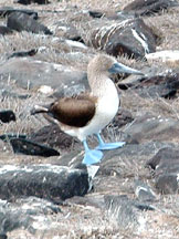 Amazing blue feet of blue-footed booby