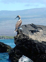 Blue-footed booby and marine iguanas