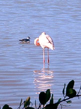 Flamingo on a lake