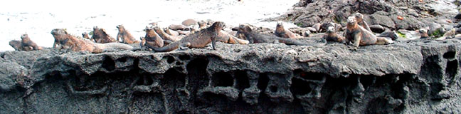 Marine iguanas in a big group on a lava landscape