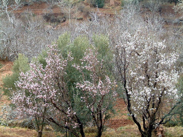 almond blossom