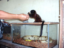 Black lion tamarind oblivious of sleeping boa