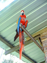 Parrot at Fatima