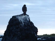 Galapagos hawk