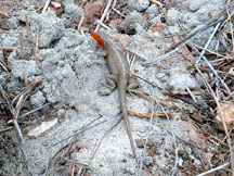 Female lava lizard