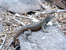 Male lava lizard