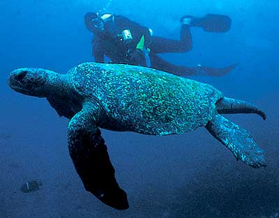 Green back turtle (male)