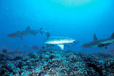 Galapagos sharks