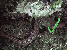 Large moray eel