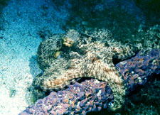 Common octopus
