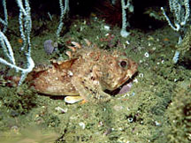 Scorpion fish