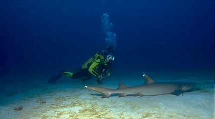 white-tip shark