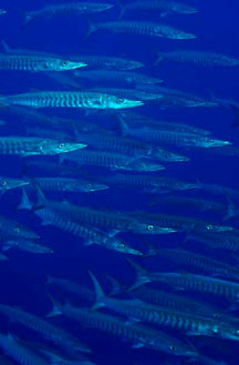 Shoal of barracuda