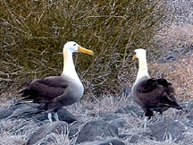 Start of courtship
