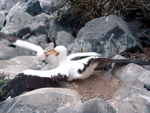 The victorious bird climbs on top
