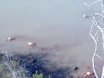 Tracks of stirred-up mud
