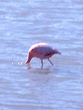 Flamingo