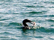 Flightless cormorant eats tiger snake eel