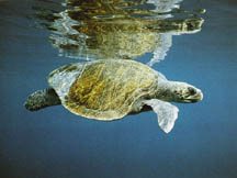 Green back turtle