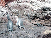 Galapagos penguins with marine iguana
