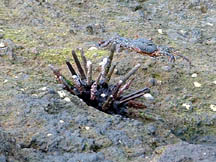 Sea urchin with crab in background