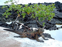 Big marine iguana