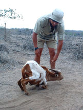 franklin with a feral goat
