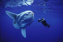 Ocean sunfish with diver
