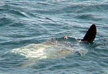 Fin of ocean sunfish
