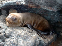 Baby fur seal