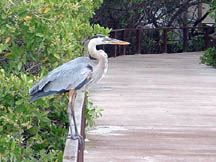 Blue heron