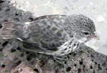 Galapagos finch
