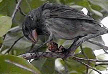 Galapagos finch