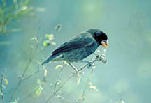 Galapagos finch
