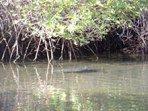 White-tip resting